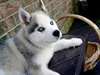 Magnifique chiots Husky Sibérien