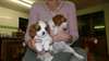 Chiens impressionnants de cavalier king charles
