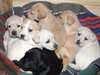 Jolie port&#233;e de Chiots Labrador Pour Adoption. - photo 1