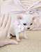 Femelle chiot Chihuahua a besoin d'un foyer aimant