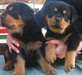 Très jolies chiots types Rottweiles disponib