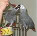 perroquets gris POUR DE BON ACCUEIL SEULEMENT - photo 1