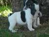 Jolie portée de chiots de type Bouledogue Français