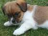 Chiots Jack Russel pour adoption libre