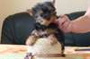 Chiots Yorkshire Terrier  à donner