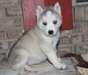Superbes chiots  Siberian Husky &#224; adopter - photo 1