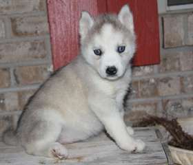 Superbes chiots  Siberian Husky &#224; adopter