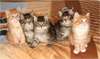 chatons norv&#233;giens pour adoption - photo 1