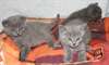 chatons chartreux