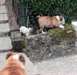 Disponibles chiots Bulldog Anglais