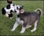 chiot Husky Sibérien pour vous