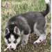 chiot Husky Sibérien pour vous