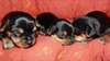 a reserver Chiot  yorkshire