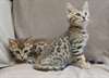 3 chatons Savannah pour adoption - photo 1