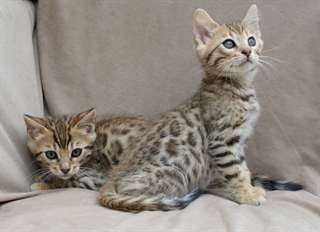 3 chatons Savannah pour adoption