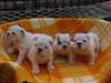Bulldog anglais chiots. J'ai mâle et femelle gauch