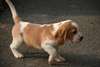 Superbe mâle Beagle