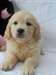 Magnifiques chiots golden retriever