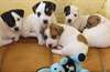 chiots type jack russel