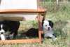 Urgent Adorables chiots Berger Australien .