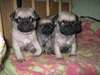 chiots carlin lof disponible