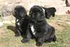 mes chiots terre neuve recherche nouvel famille