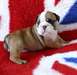 Chiots bouledogue anglais mâle et femelle