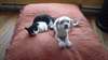 Cherche famille d'adoption URGENT