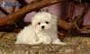 superbes Bichon maltais
