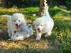berger blanc suisse