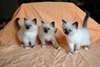 3 bébés sacré de Birmanie loof