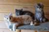 A réserver Chatons Norvegien Pure race - Loof