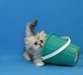 jolie portée de chatons persan