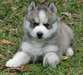 Super chiots Husky Sebarian