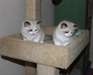 chatons Ragdoll de charme &#224; vendre bien &#233;lev&#233; et - photo 1