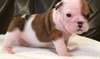Enregistr&#233; Bulldog Anglais chiots a vendre - photo 1