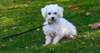Doux Male & femelle chiots bichon frise disponible