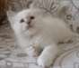 jolie portée de chatons sacre de birmanie