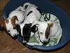 Magnifiques chiots Jack Russell disponibles de sui