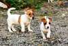 urgent chiots jack russell a donner