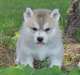 Healthy blue eyes Siberian Husky Puppies