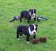 Chiots American Staffordshire Terrier