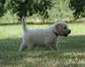Magnifiques chiots golden retriever