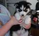 ( merveilleux cadeau ) chiots husky