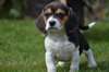 Chiots Beagle, très beau