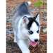 Magnifique chiots sibérien husky