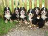 Manifique chiots bouvier bernois