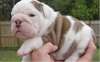 ( chiots de rêve  )  bouledogue anglais