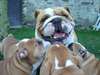 A réserver chiots bulldog anglais non lof
