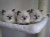 Magnifiques chatons ragdoll - photo 1